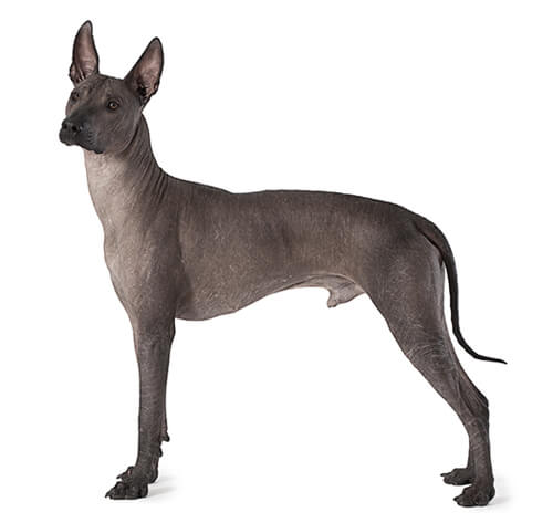 Mexican hairless hotsell dog hypoallergenic